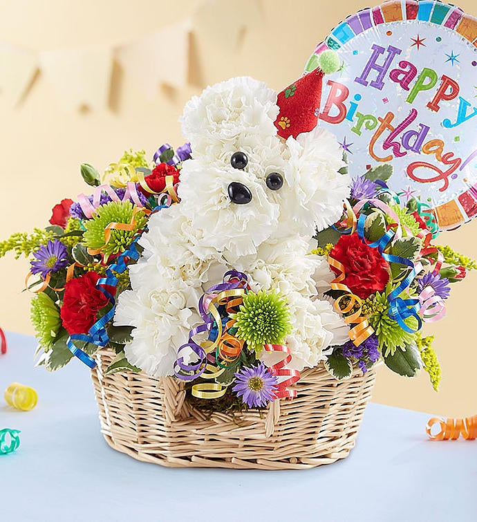 Arreglo Perro Cumpleañero