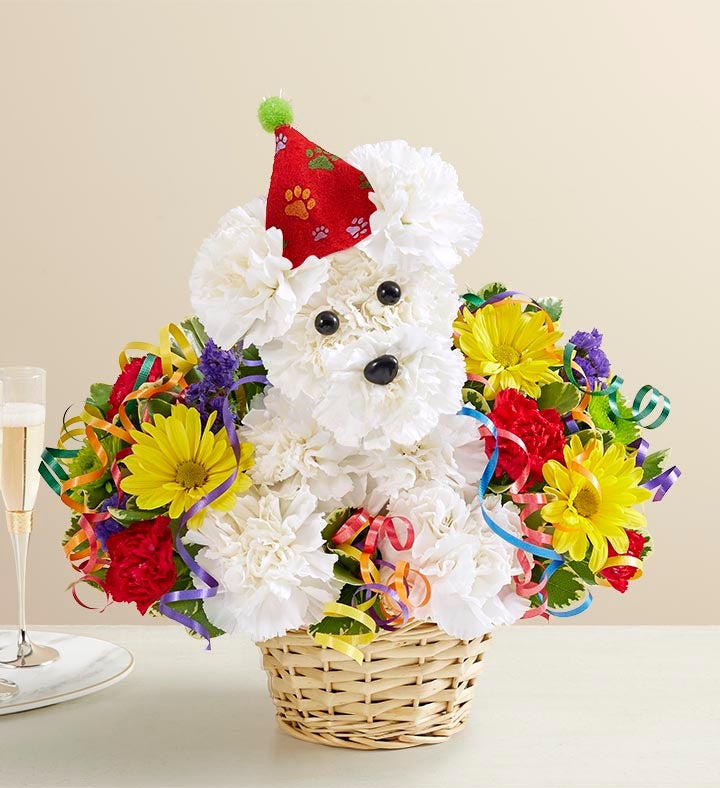 Arreglo Perro Cumpleañero