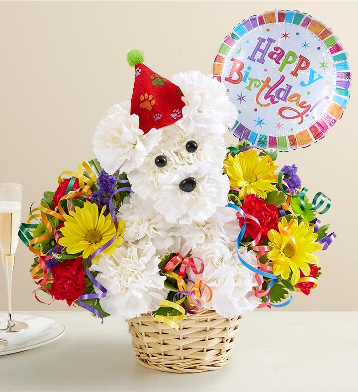 Arreglo Perro Cumpleañero