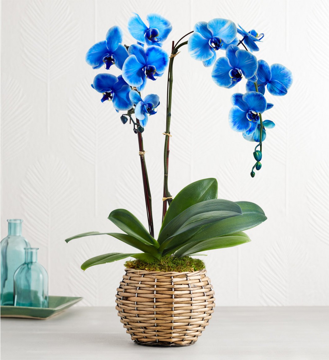 Beautiful Blue Phalaenopsis Orchid
