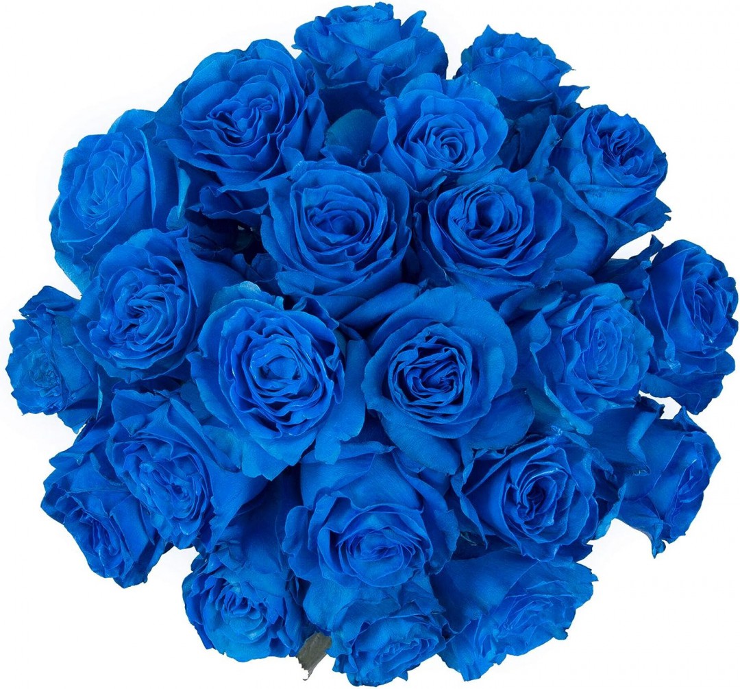 Blue Roses