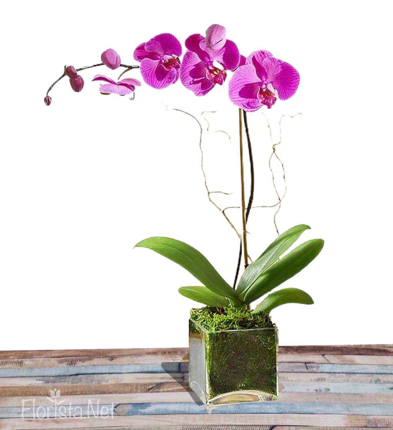 Planta de Orquidea