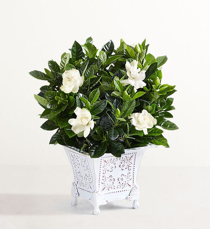 Planta Gardenia