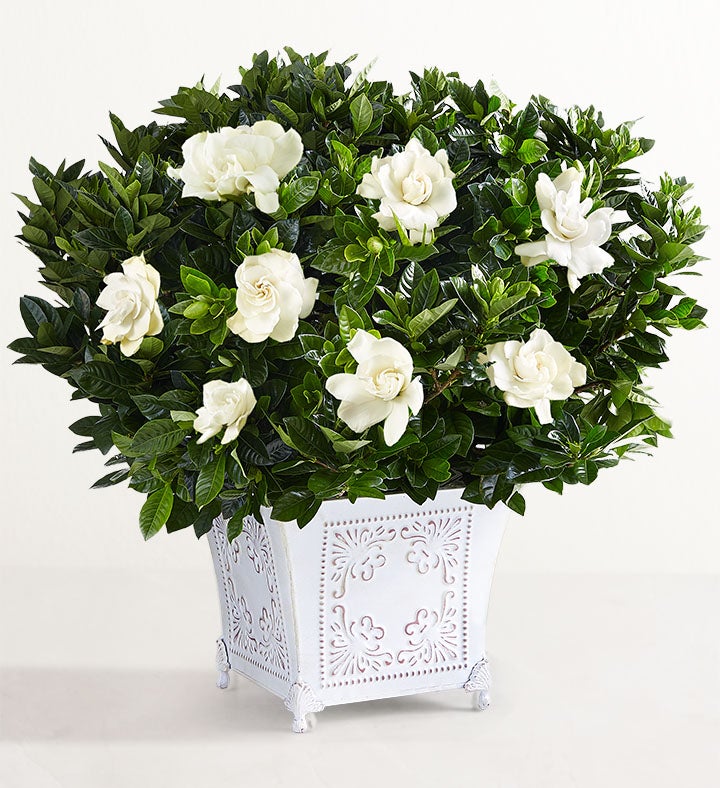 Planta Gardenia