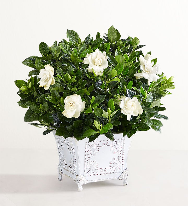 Grand Gardenia™