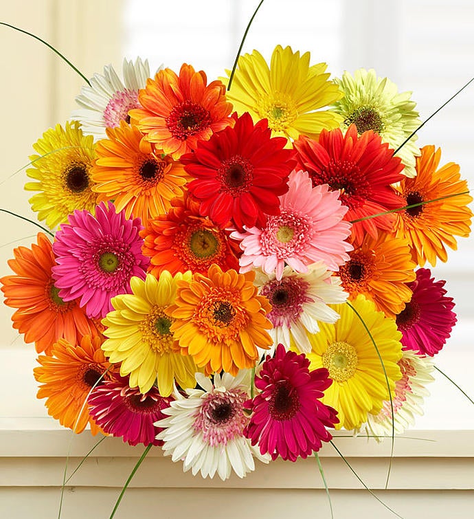 Happy Gerbera Margaritas 12-24 Tallos