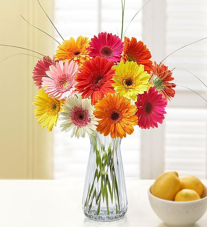 Happy Gerbera Margaritas 12-24 Tallos