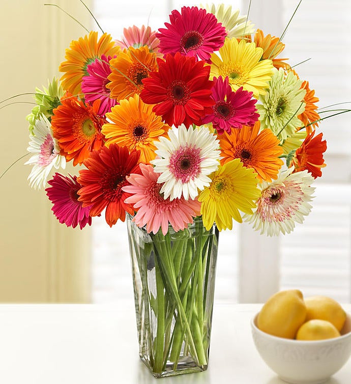 Happy Gerbera Margaritas 12-24 Tallos