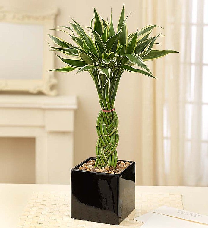Bamboo Moderno