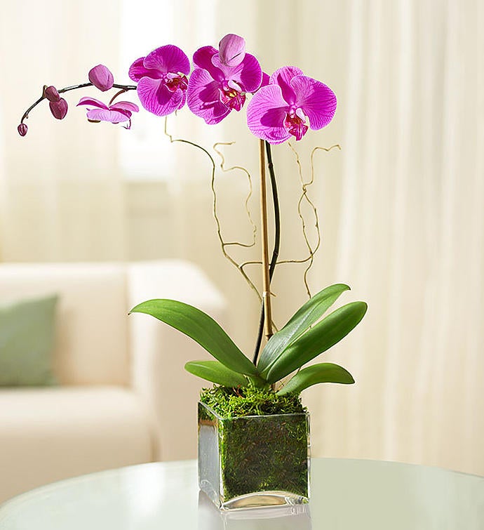 Orquidea Purpura